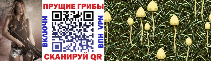 Галлюциногенные грибы Psilocybine cubensis  Бирск 